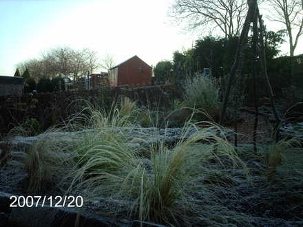 Winter grass