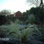 Winter grass