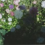 My new garden