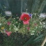 My new garden