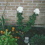 My new garden