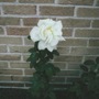 My new garden