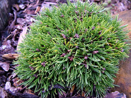 Pinus mugo 'Zwergkugel' (common name; Mugo pine, or Dwarf mountain pine.)