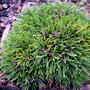 Pinus_mugo__zwegkugel_