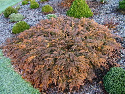 Microbiota decussata 'Goldspot' (common name; Siberian cypress)