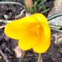Crocus