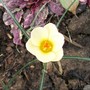 Crocus2