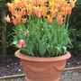 Tulips at Harlow Carr Gardens