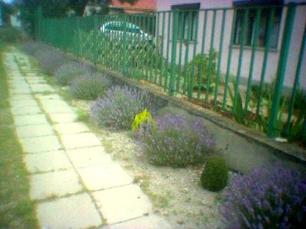 image_00673.jpg (Lavandula angustifolia (Lavender))