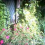 Image_00682