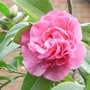 Unknown_camellia_variety