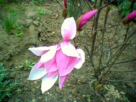 image_00080.jpg (Magnolia liliiflora (Magnolia))