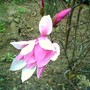 Magnolia liliiflora (Magnolia)