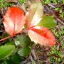 IMGP4532.jpg (Mahonia aquifolium (Oregon grape))