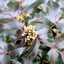 PICT0030.jpg (Mahonia aquifolium (Oregon grape))