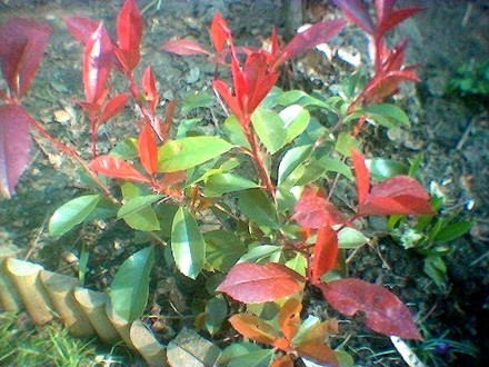 New photinia (Photinia x fraseri (Christmas berry))