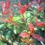New photinia (Photinia x fraseri (Christmas berry))