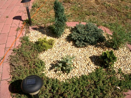A garden flower photo (Picea)