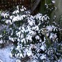 IMGP4568.jpg (Prunus laurocerasus (Cherry Laurel))