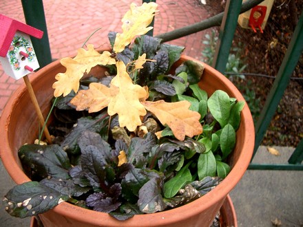 IMGP4509.jpg (Quercus robur (English oak))