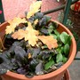 IMGP4509.jpg (Quercus robur (English oak))
