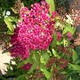 IMGP2987.jpg (Spirea Japonica, Spirea Arguta and Spirea Nipponica hdge)