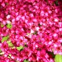 IMGP2988.jpg (Spirea Japonica, Spirea Arguta and Spirea Nipponica hdge)