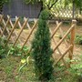 IMGP4205.jpg (Taxus baccata (Yew))
