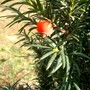 IMGP4424.jpg (Taxus baccata (Yew))