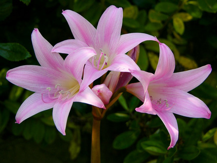 Jersey Lilies