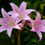 Jersey Lilies