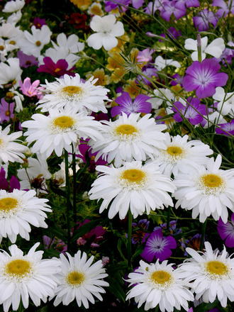plants in my border 2006 (Chrysanthemum)