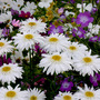 plants in my border 2006 (Chrysanthemum)