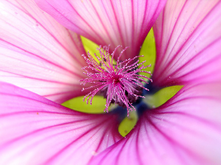 Lavatera  (Lavatera)