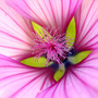 Lavatera  (Lavatera)