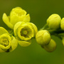 little yellow flowers (shrub)
