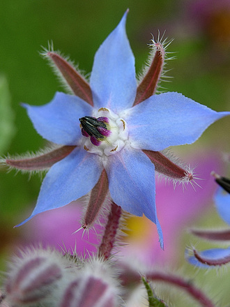 borage (Borago officinalis (Borage))