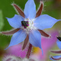 Borage