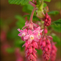 pink pretty flowers 