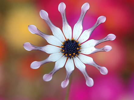 A garden flower photo
