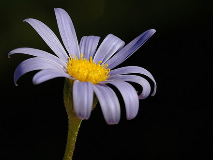 Felicia (Felicia fruticosa (Shrub Aster))