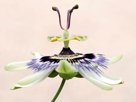 passion flower (Passiflora caerulea (Passion flower))