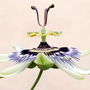 Passiflora_in_patio