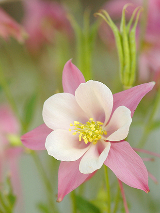Aquilegia  (columbin pink tower)