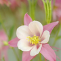 Aquilegia  (columbin pink tower)