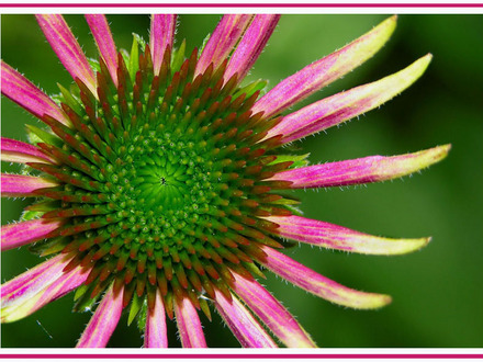 cone flower (Echinacea purpurea (Coneflower))