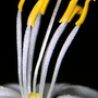 Spider_plant