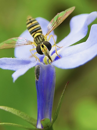 hoverfly on lobelia (Lobelia)