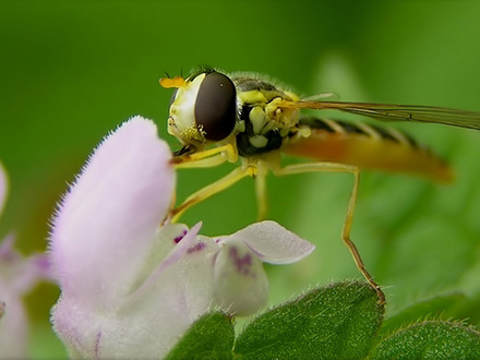 hoverfly