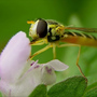 Hovherfly